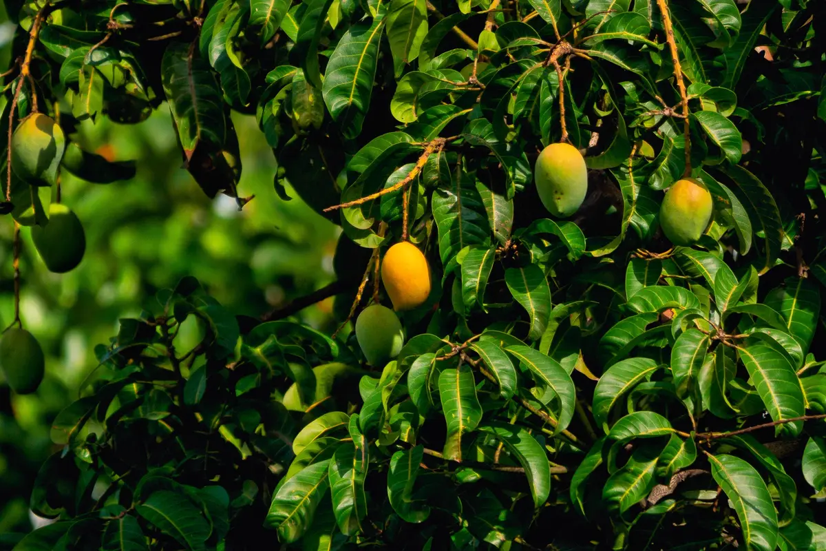Mangga - Vania