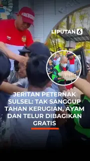 Jeritan Peternak Sulsel: Tak Sanggup Tahan Kerugian, Ayam dan Telur Dibagikan Gratis