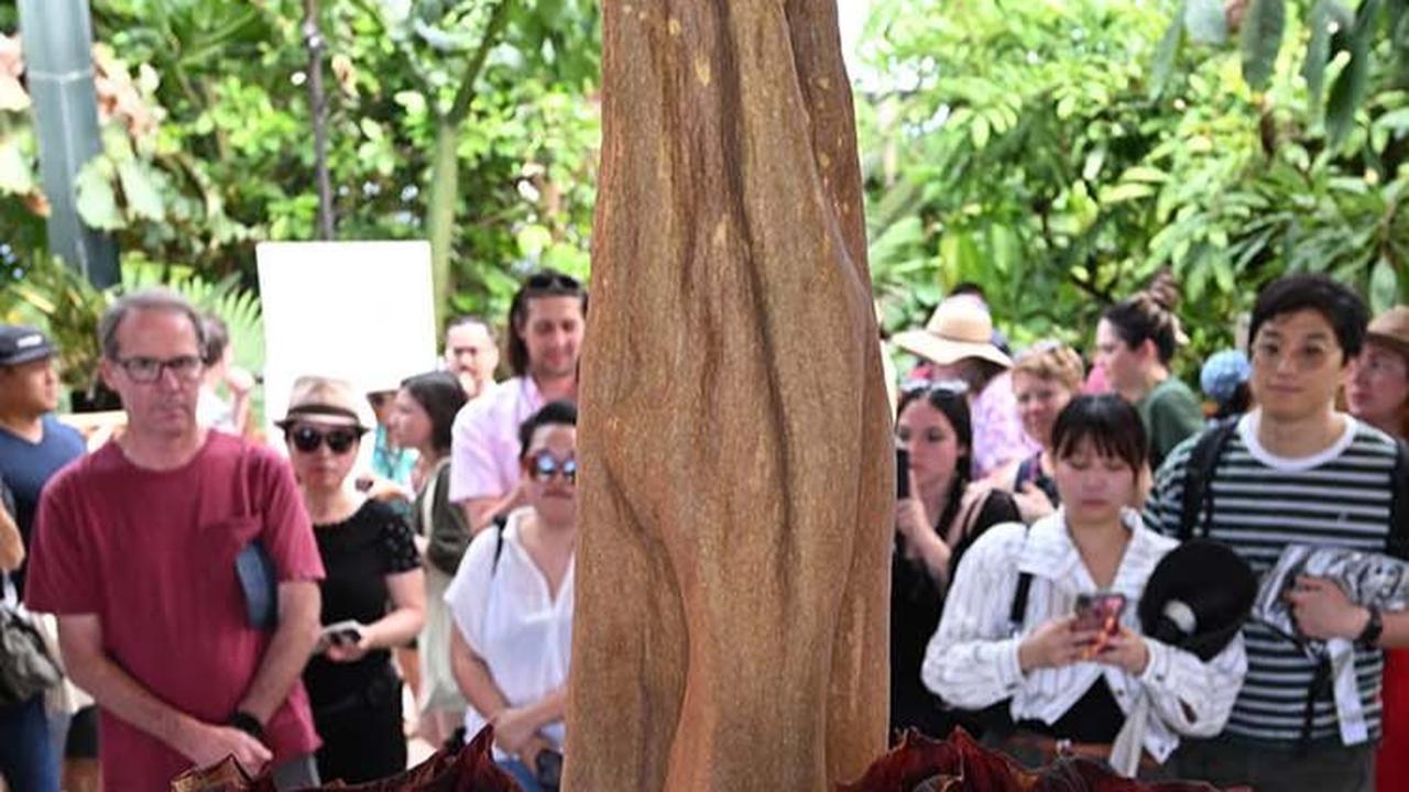 FOTO: Heboh Bunga Bangkai Raksasa Super Langka Asal Sumatera Mekar di Amerika Serikat, Begini Penampakannya