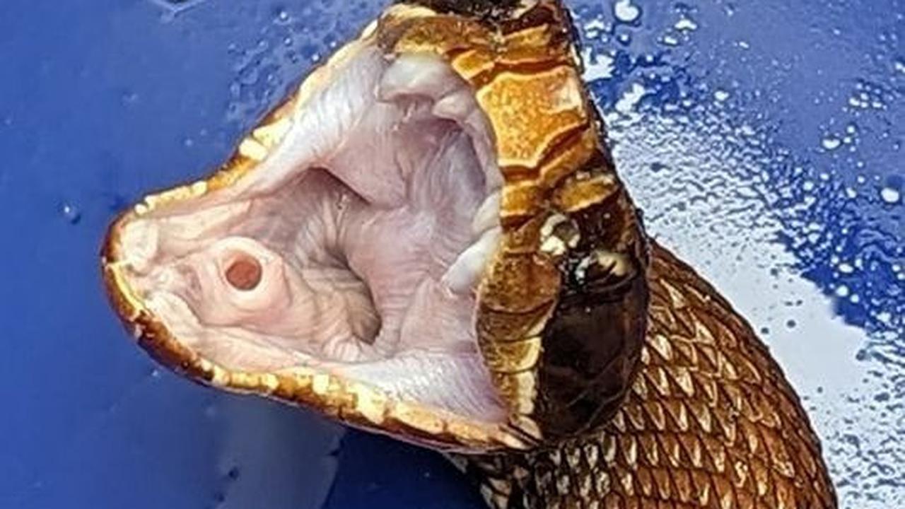 Ular ini hanya menyerang ketika merasa terprovokasi. Sebelum menyerang mereka sering memberi peringatan dengan membawa taring dan bagian putih di dalam mulutnya.