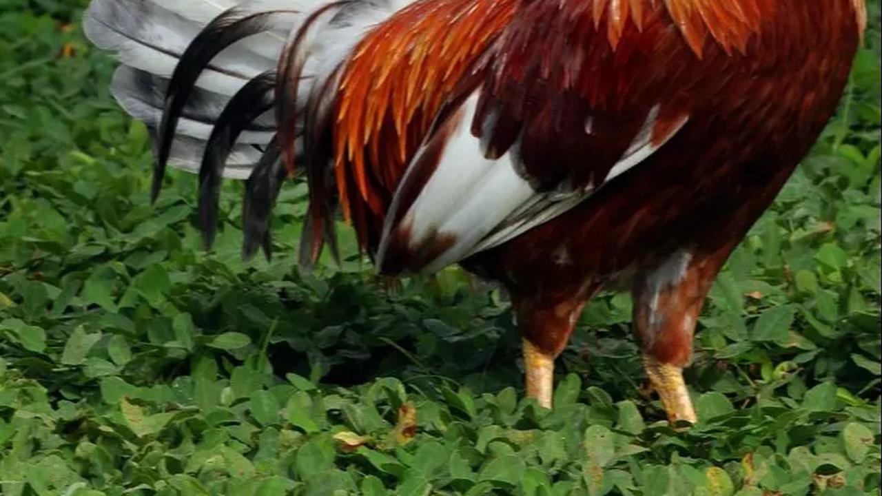 Ayam Bangkok Mahal dan Harganya, Ketahui Cara Merawatnya yang Benar