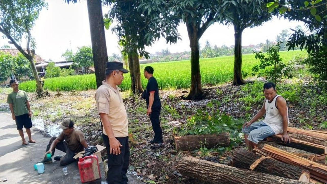 Akses Jalan Tiga Kecamatan di OKU Timur Lumpuh Akibat Pohon Tumbang
