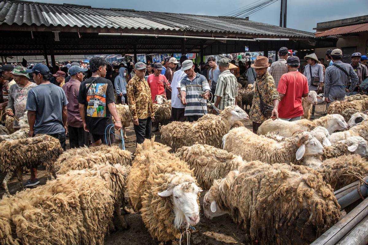 FOTO: Pasar Hewan Ternak Ambarawa Ramai Jelang Idul Adha