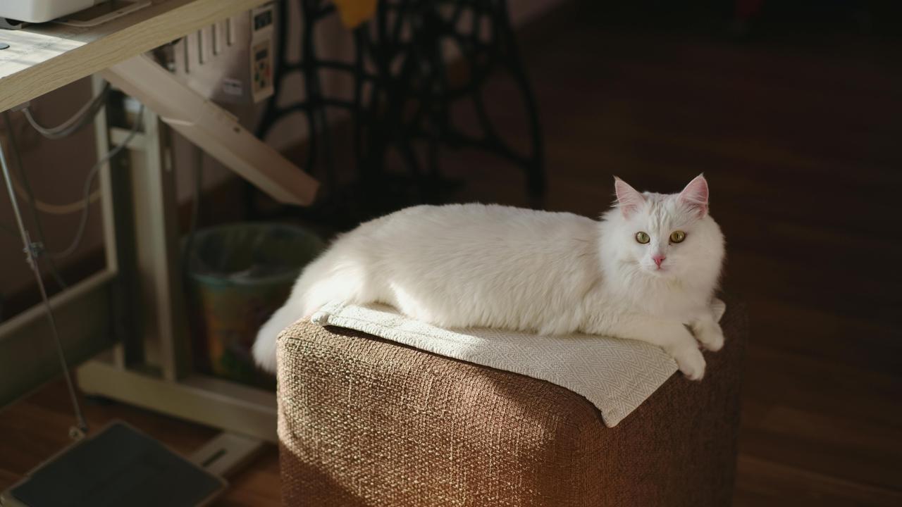 Kucing Tercantik di Dunia Versi A-Z Animal
