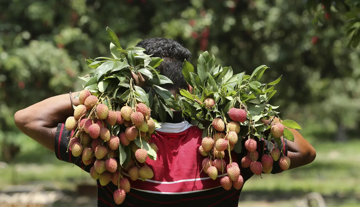 Seorang anak laki-laki membawa lengkeng di sebuah kebun di pinggiran Jammu, India, Sabtu, 19 Juni 2021. Lengkeng dikenal sebagai buah yang menyejukkan sangat diminati di musim panas. (AP Photo/Channi Anand)