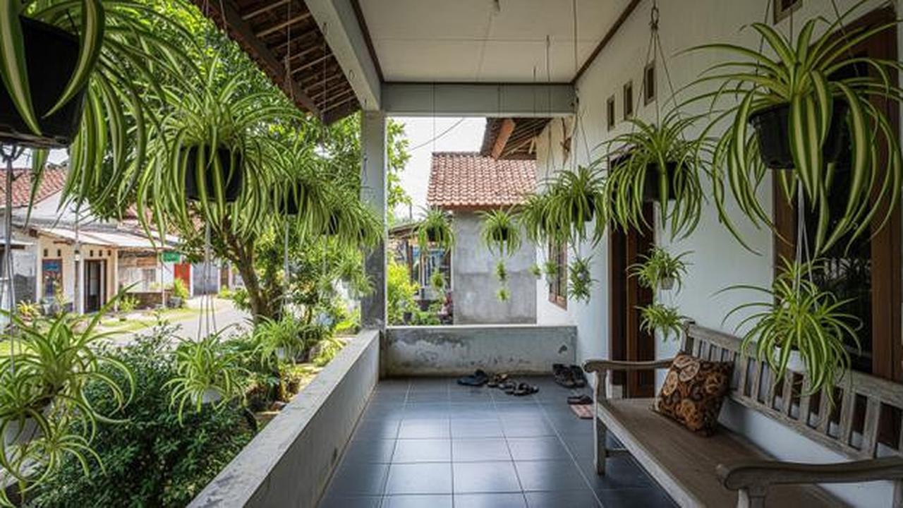 15 Tanaman Gantung untuk Teras Sempit yang Awet Meski Jarang Disiram, Percantik Halaman Rumah