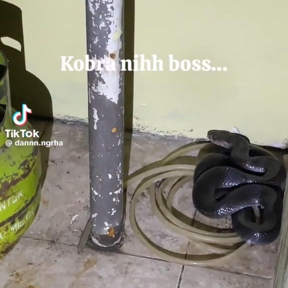 Viral Momen Damkar Bantu Evakuasi Ular Kobra di Rumah Warga, Dramatis