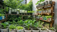 6 Ide Kebun Kecil Modal Nol, Solusi Berkebun Hemat, Sehat, dan Ramah Lingkungan