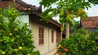 16 Tanaman Buah Mini untuk Rumah Kecil di Dalam Gang, Tetap Produktif dan Hemat Lahan