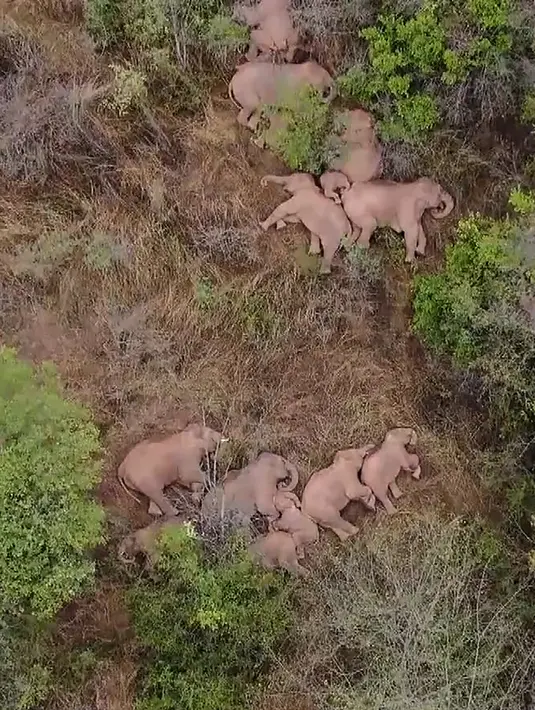 Gambar yang diambil dari video yang dirilis oleh China Central Television (CCTV) pada 7 Juni 2021 menunjukkan gajah, bagian dari kawanan yang telah mengembara 500 kilometer ke utara dari habitat aslinya, beristirahat di hutan dekat Kunming, di provinsi Yunnan barat daya China. (CCTV / AFP)