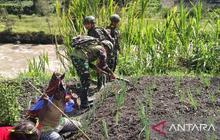 Bukan Sekadar Jaga Keamanan, Satgas Yonif 521/DY Perkuat Ketahanan Pangan Yahukimo dengan Bibit Hortikultura