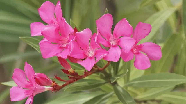 Oleander