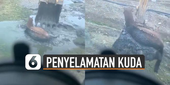 VIDEO: Penuh Perjuangan, Penyelamatan Seekor Kuda Terjebak di Kubangan Lumpur