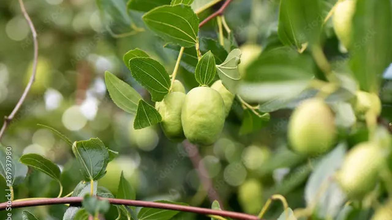 Minuman Penurun Kolesterol, Resep Sehat yang Bisa Anda Buat Sendiri di Rumah