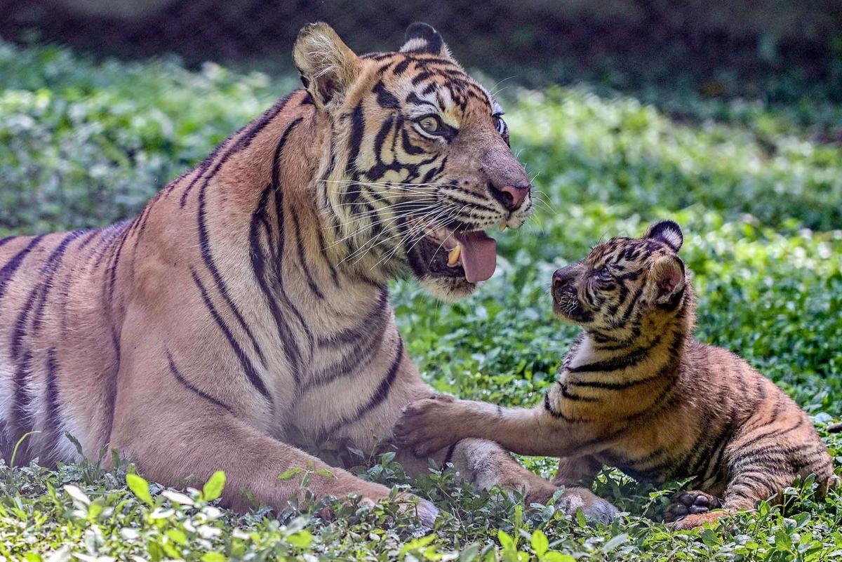 FOTO: Tingkah Menggemaskan Empat Anak Harimau Sumatra di Taman Safari Prigen