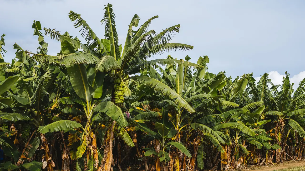 Ilustrasi Pohon Pisang