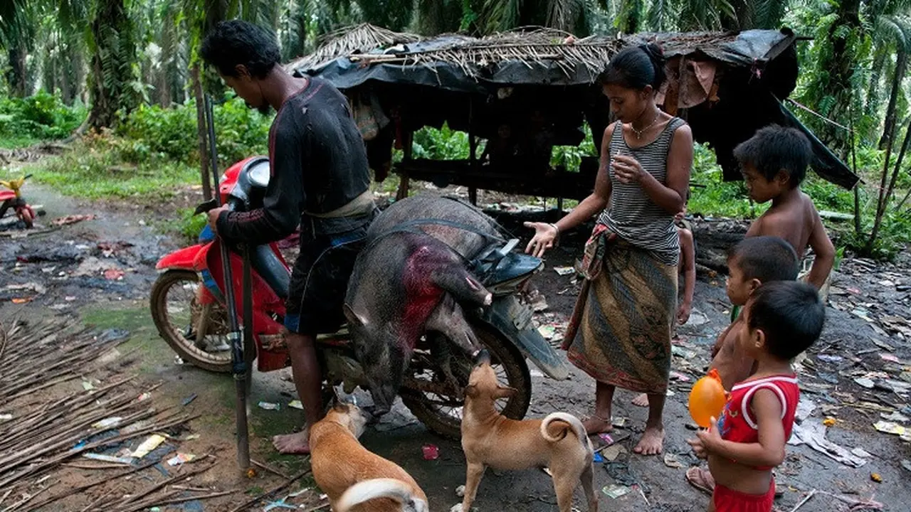 Orang Rimba Jambi