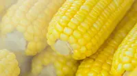 Cara Merebus Jagung Agar Cepat Empuk dan Manis Sempurna di Rumah