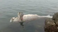 Seekor mamalia laut berupa Dugong ditemukan mati mengapung di dekat Pantai Manakarra atau tepatnya di depan Grand Hotel Maleo Mamuju pada Sabtu (07/03/2020) sekitar pukul 10.00 Wita. (Liputan6.com/Abdul Rajab)