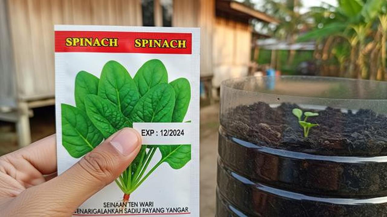 Cara Menanam Bayam di Galon Bekas, Mudah untuk Ketahanan Pangan