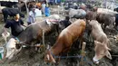 Pedagang memandikan sapi di pasar menjelang Hari Raya Idul Adha 1438 H di Jakarta, Indonesia, (30/8). Umat Muslim dari seluruh dunia sedang mempersiapkan menyambut Idul Adha 1438 H. (AP Photo / Achmad Ibrahim)