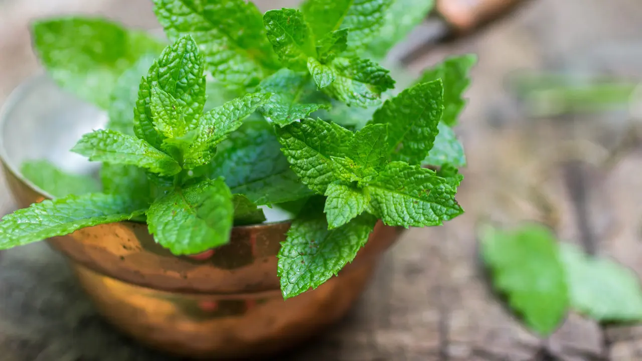 Manfaat Daun Mint