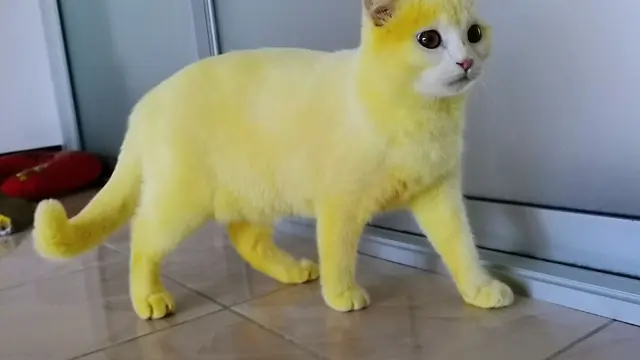 6 Potret Kucing dengan Warna Bulu Nyeleneh, Lucu Tapi Bikin Kasihan