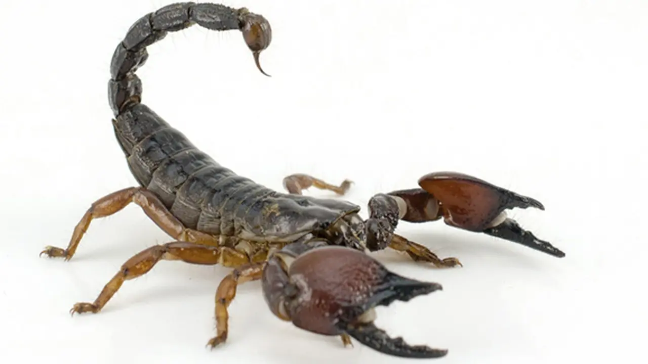 Foto: copyright thinkstockphotos.com