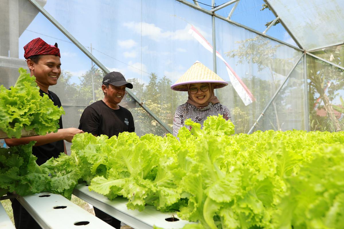 Kisah Saiful dan Ferdiansyah, Petani Muda Banyuwangi yang Panen Cuan dari Selada Hidroponik