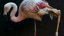 Seekor flamingo mengunakan kaki palsu ketika beraktivitas di Kebun Binatang Sorocaba, Brasil, Rabu (1/7/2015). Flamingo Chile dipasangi kaki palsu karena bagian bawah kaki kirinya yang mengalami patah tulang telah diamputasi. (REUTERS/Paulo Whitaker)