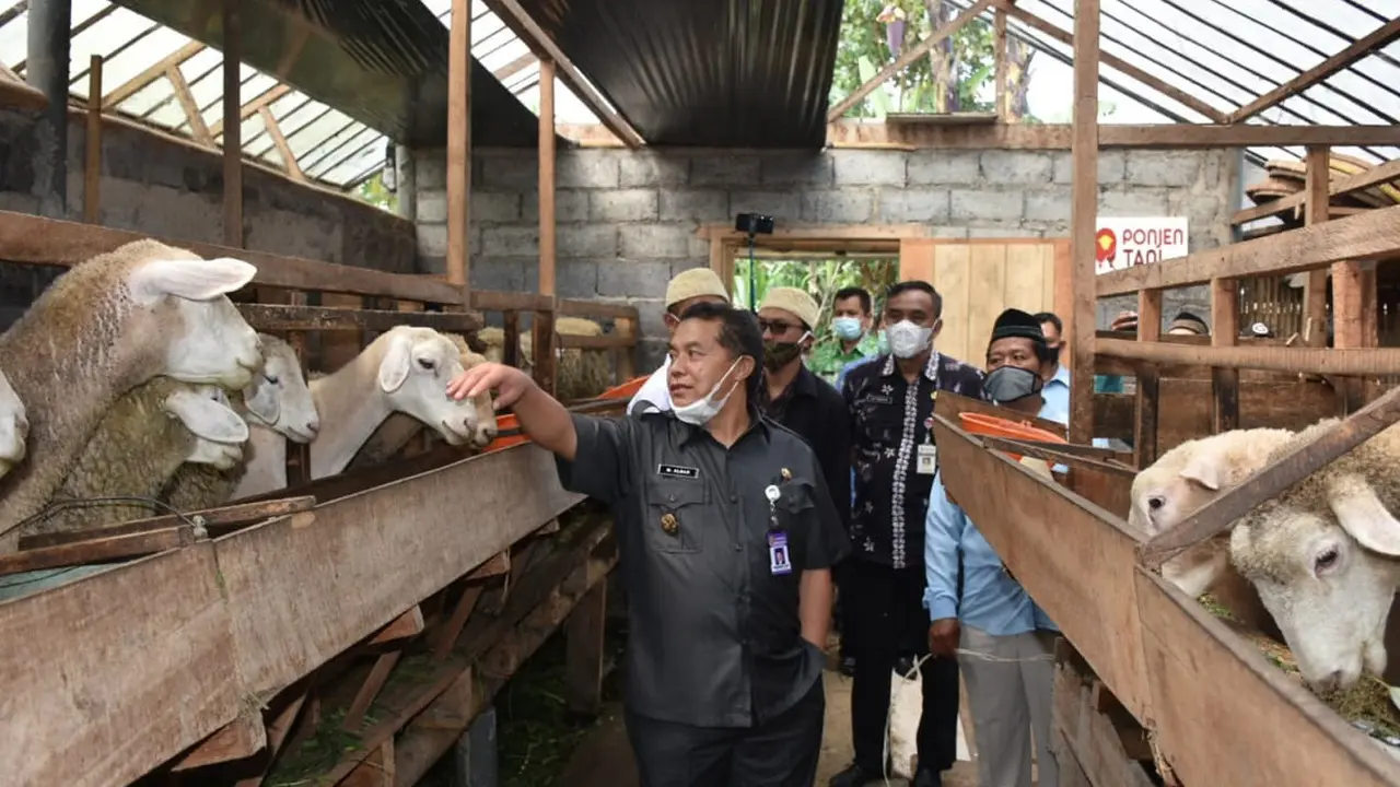 Ilustrasi - Domba Wonosobo. (Foto: Liputan6.com/Humas Pemkab Wonosobo)
