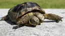 Wujud seekor kura-kura Yunani berkepala dua yang berada di Jenewa, Swiss (3/9). Kura-kura ini diberi nama Janus yang diambil dari nama dewa berkepala dua. (AFP Photo/ Fabrice Coffrini)