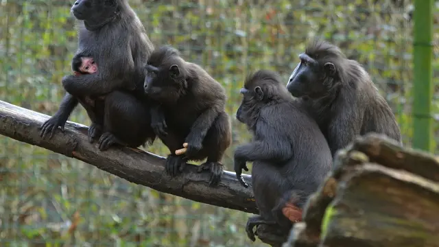 Ilustrasi crested macaques atau kera jambul.