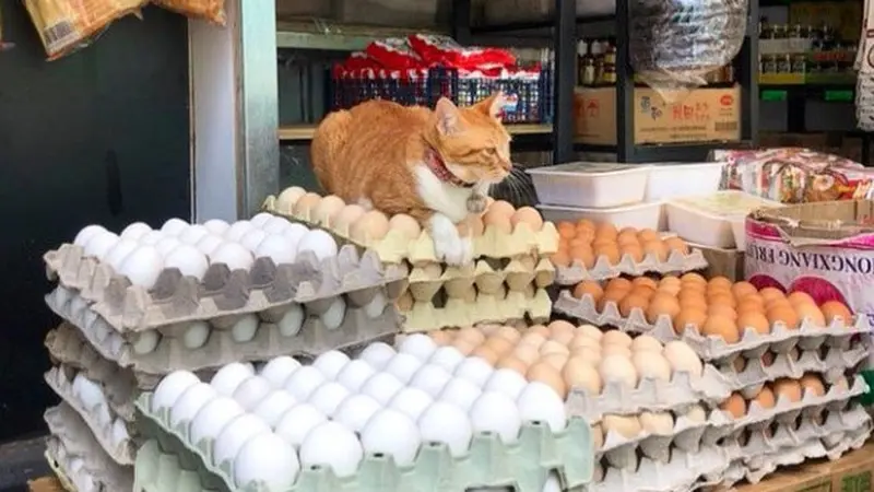 8 Potret Kucing Penjaga Toko Ini Kocak Banget