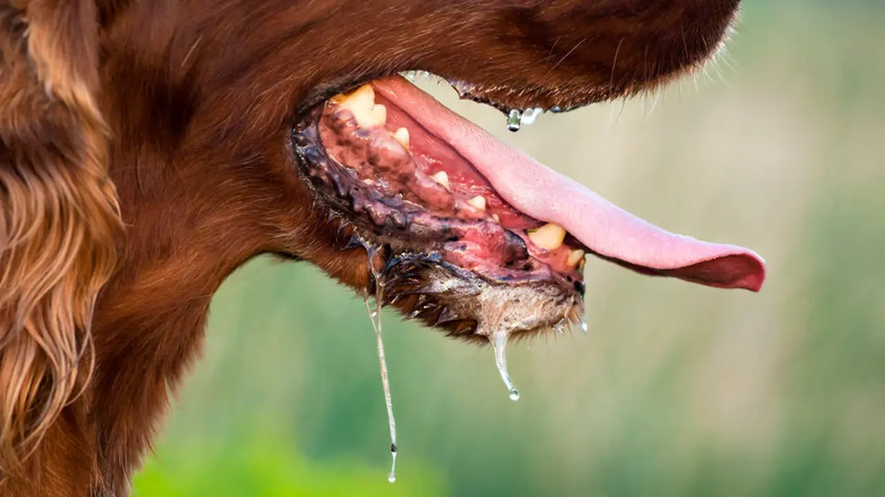 Rabies