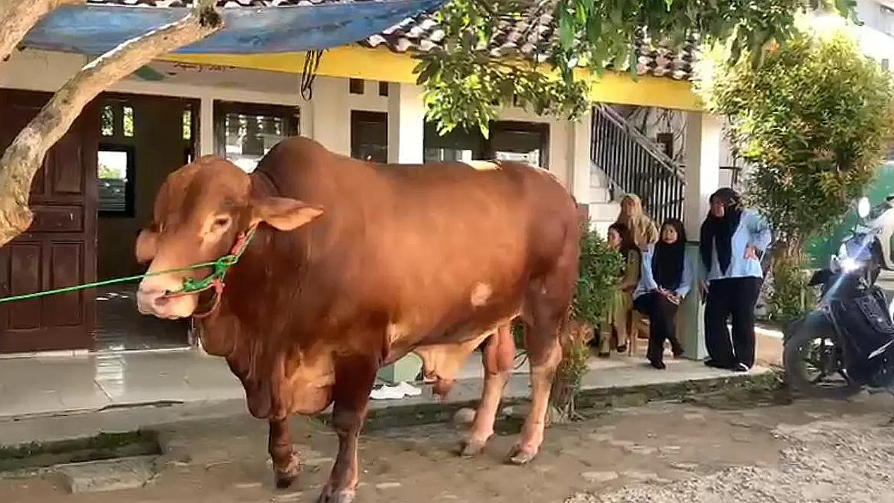 Bantuan sapi kurban dari Prabowo Subianto pada momen Hari Raya Idul Adha 1447 Hijriah di Pesantren Madarijul Ulum.