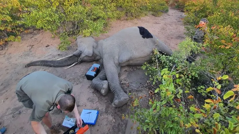 Terjebak dalam Perangkap, Kisah Gajah yang Terluka Akibat Diburu Ini Bikin Terenyuh