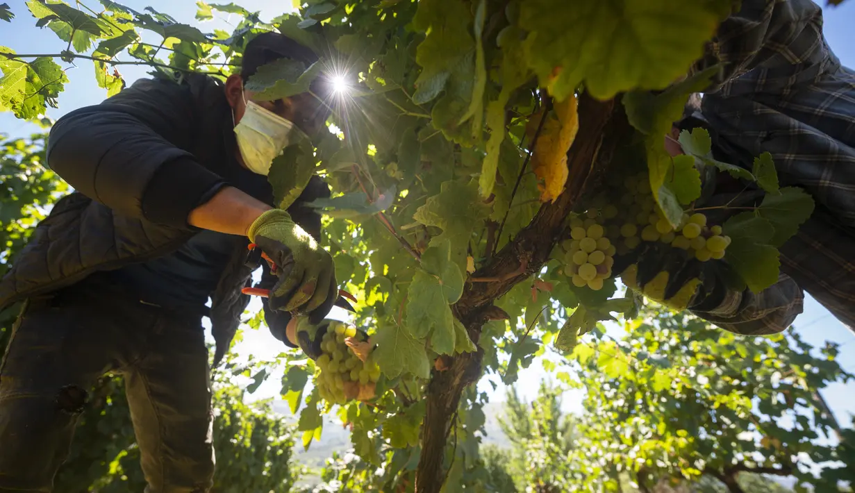 Seorang pemetik anggur bekerja selama panen tahun 2020 di kebun anggur kilang anggur Godeval di O Barco de Valdeorras, Spanyol (26/8/2020). (AFP Photo/Miguel Riopa)