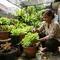 Cara Mengatasi Semut yang Bersarang di Pot Sayur Tanpa Mengganti Media Tanam, Mudah dan Aman