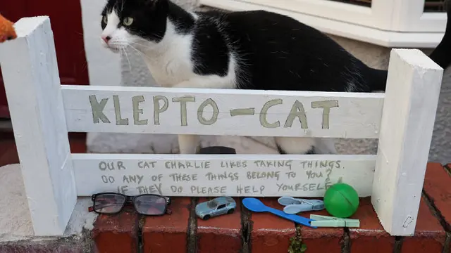 Kerap Curi Barang Tetangga, Kucing di Inggris Ini Dijuluki ‘Klepto Cat’