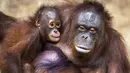 Ibu dan anak Orang Utan sebelum melakukan pemeriksaan di pusat konservasi Kao Pratubchang, Thailand, Kamis (27/8/2015). Para orang Utan ini akan dikembalikan ke Indonesia. (REUTERS/Athit Perawongmetha)