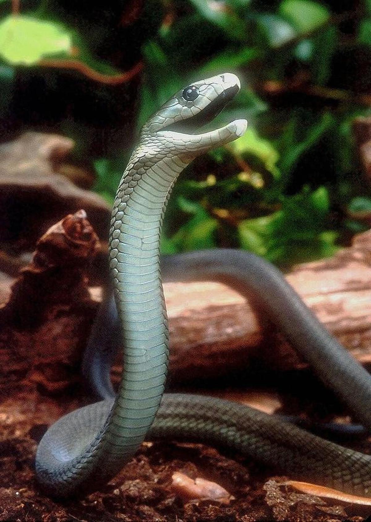 Mengenal Ular Black Mamba, Racunnya Bisa Membunuh Manusia dalam Hitungan Menit