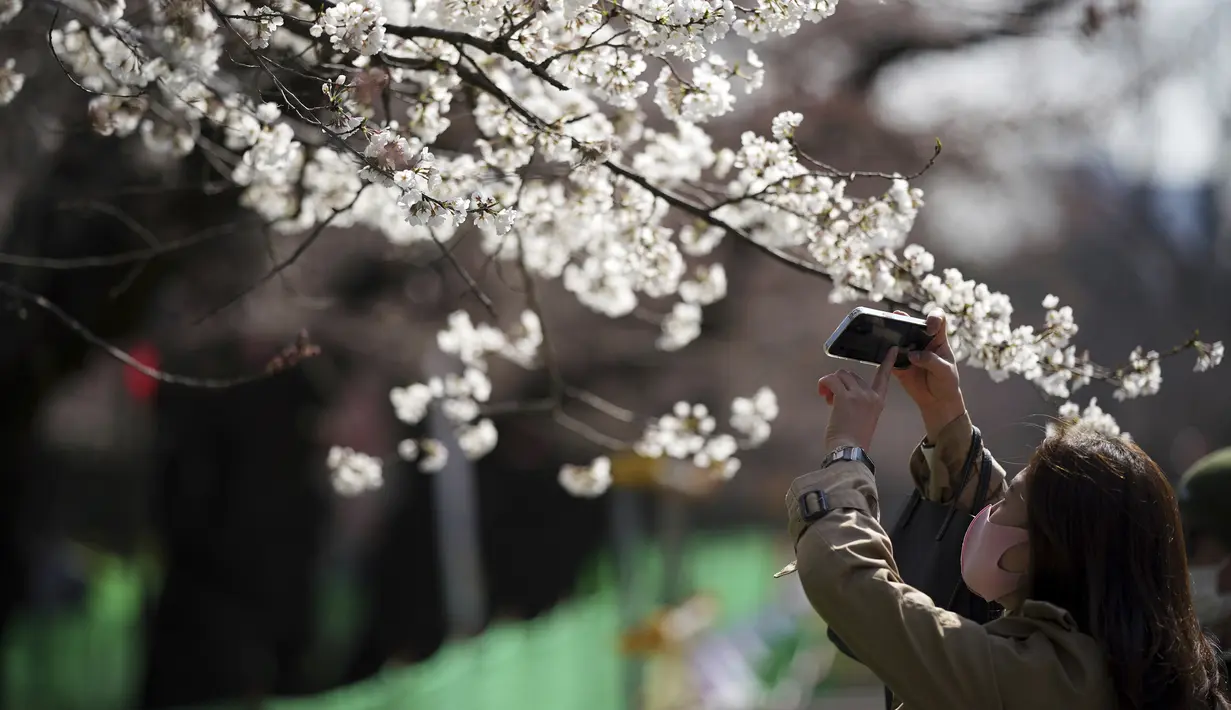 Pengunjung perempuan yang mengenakan masker mengambil foto bunga sakura musiman di Taman Ueno, Tokyo, Jepang pada 24 Maret 2022. Taman Ueno merupakan salah satu tempat menikmati mekar Bunga Sakura paling populer di Tokyo. (AP Photo/Eugene Hoshiko)