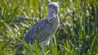 Mengenal Shoebill, Burung Paruh Sepatu yang Misterius dan Unik./San Diego Zoo