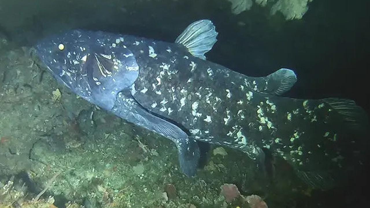 Mengenal Coelacanth, Ikan Purba Langka yang Masih Hidup di Perairan Indonesia