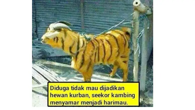 6 Potret Kambing Menyamar Jelang Dikurban Ini Bikin Ngakak