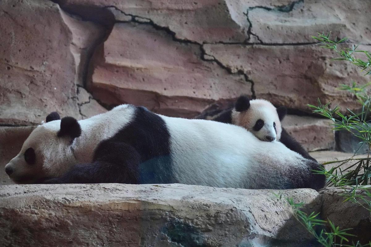 FOTO: Tingkah Lucu Rio Panda Raksasa Kelahiran Indonesia Curi Perhatian Pengunjung