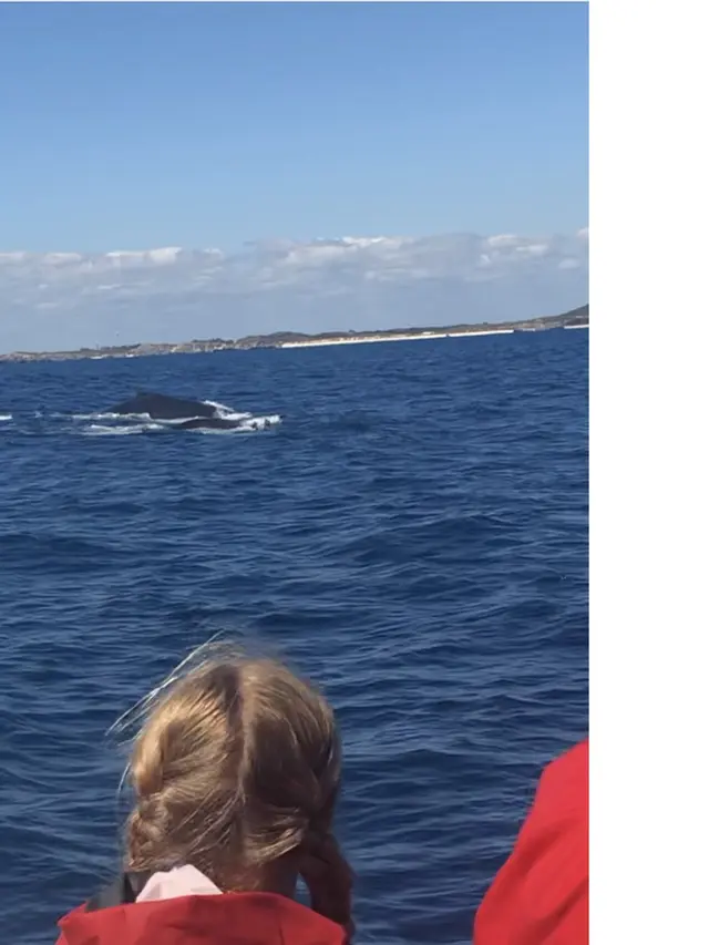 Paus bungkuk di perairan Rottnest Island, Australia Barat