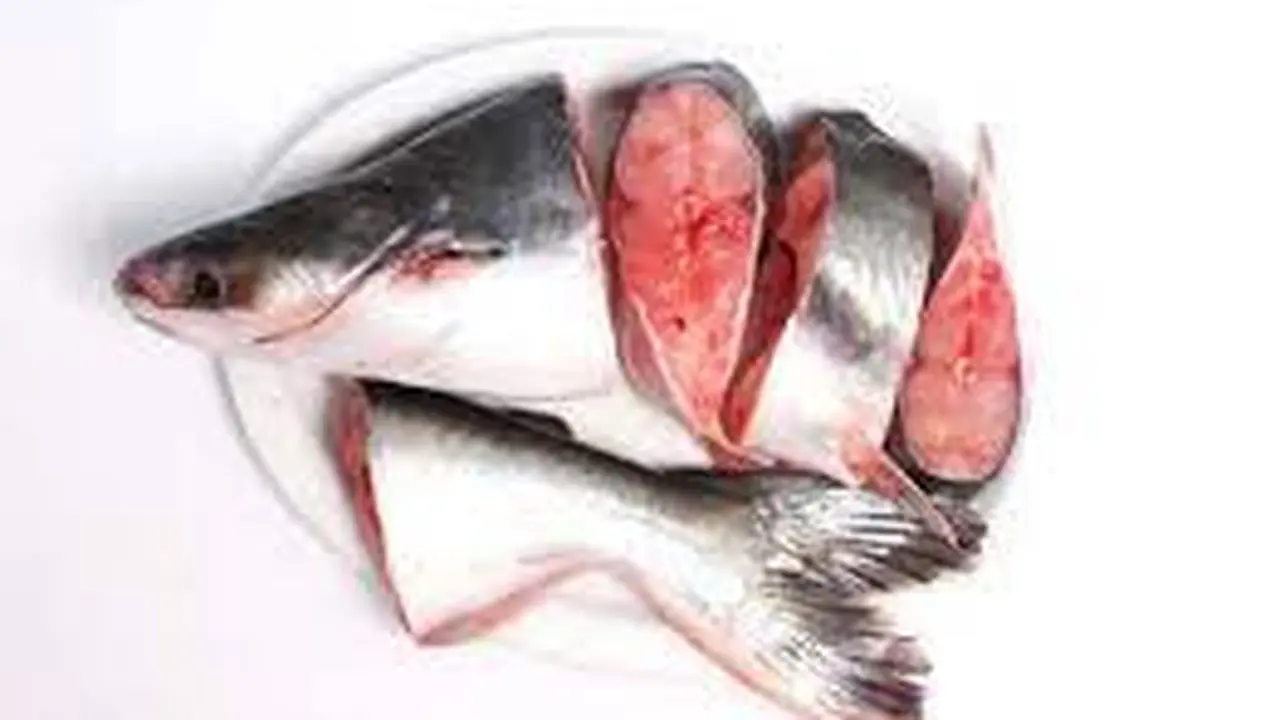 Trik Menghilangkan Aroma Lumpur pada Ikan Patin dengan Bahan Sederhana