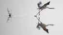 Seekor burung jenjang terbang dari Agamon Hula Danau di Lembah Hula, Israel (07/12/2016) (AFP PHOTO / JACK GUEZ)